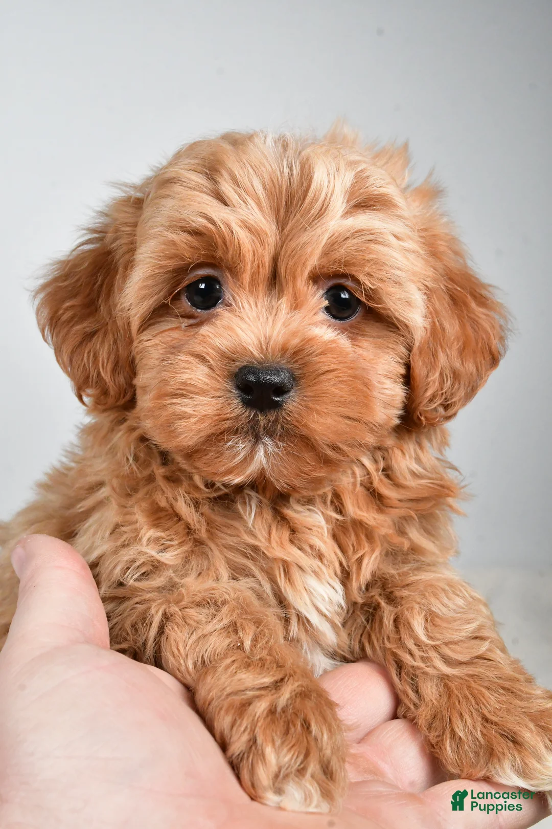 Shihpoo dogs for sale: Jagger - Ad 1