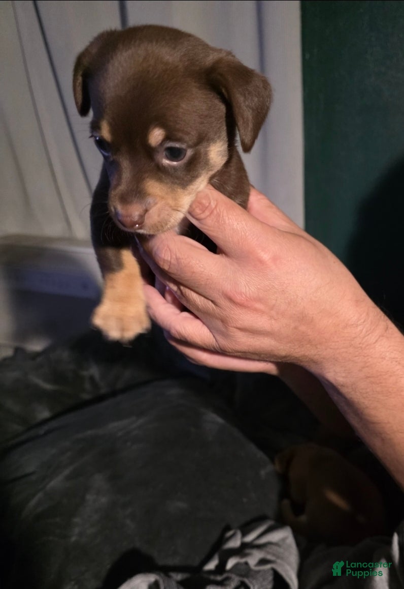 Chiweenie dogs Chiweenie Puppy 1 - Ad 5
