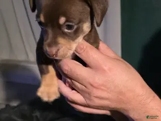 Chiweenie dogs Chiweenie Puppy 1 - Ad 5