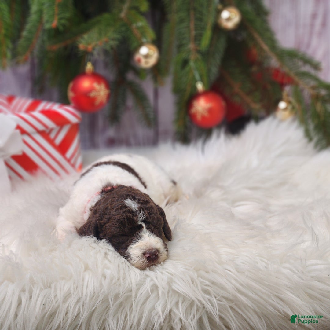 Labradoodle dogs for sale: Charlotte - F1B - Ad 2