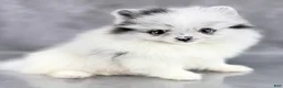 Pomeranian dogs for sale: Bitsy AKC  - Ad 4
