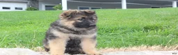 German Shepherd dogs for sale: Evan - Ad 3