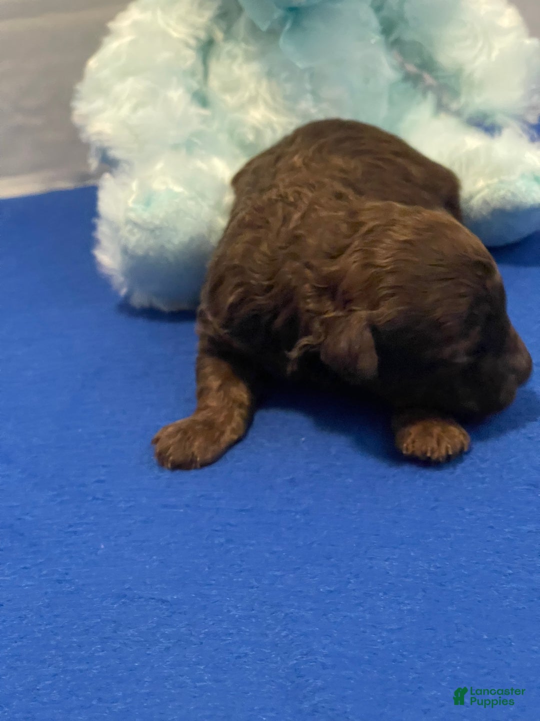 Toy Poodle dogs for sale: Toy Poodle Puppy 1 - Ad 4
