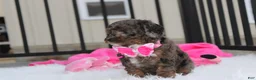 Miniature Poodle dogs for sale:  Brinley - Ad 5