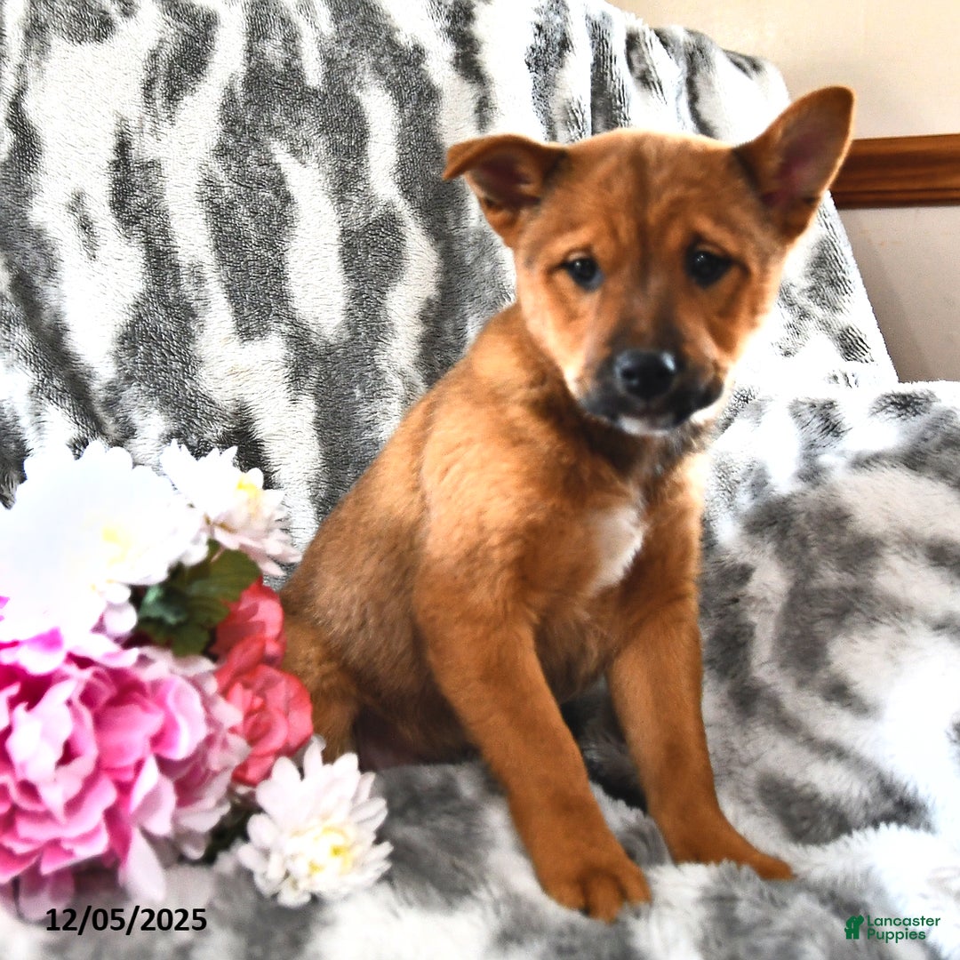 Mixed Breed dogs for sale: Missy - Ad 5