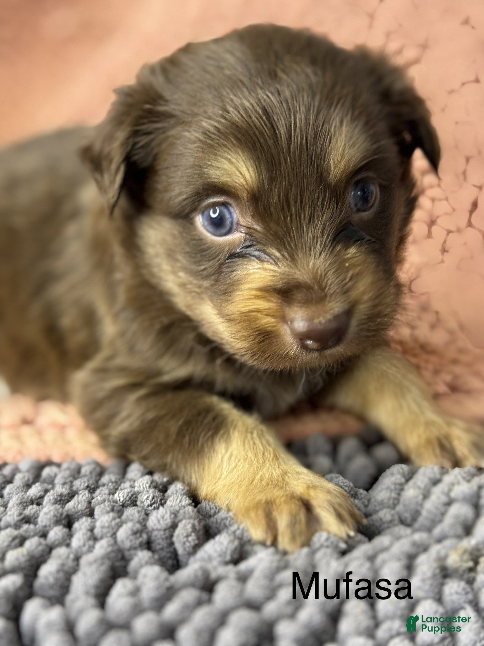 Miniature Australian Shepherd dogs Mufasa - Ad 1