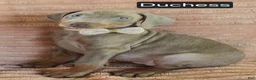 Doberman Pinscher dogs for sale: Duchess - Ad 2