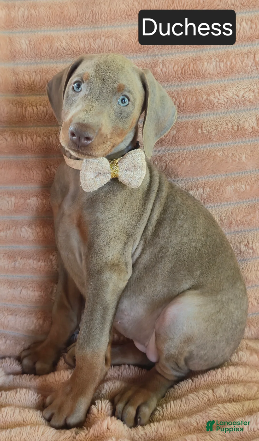 Doberman Pinscher dogs for sale: Duchess - Ad 2