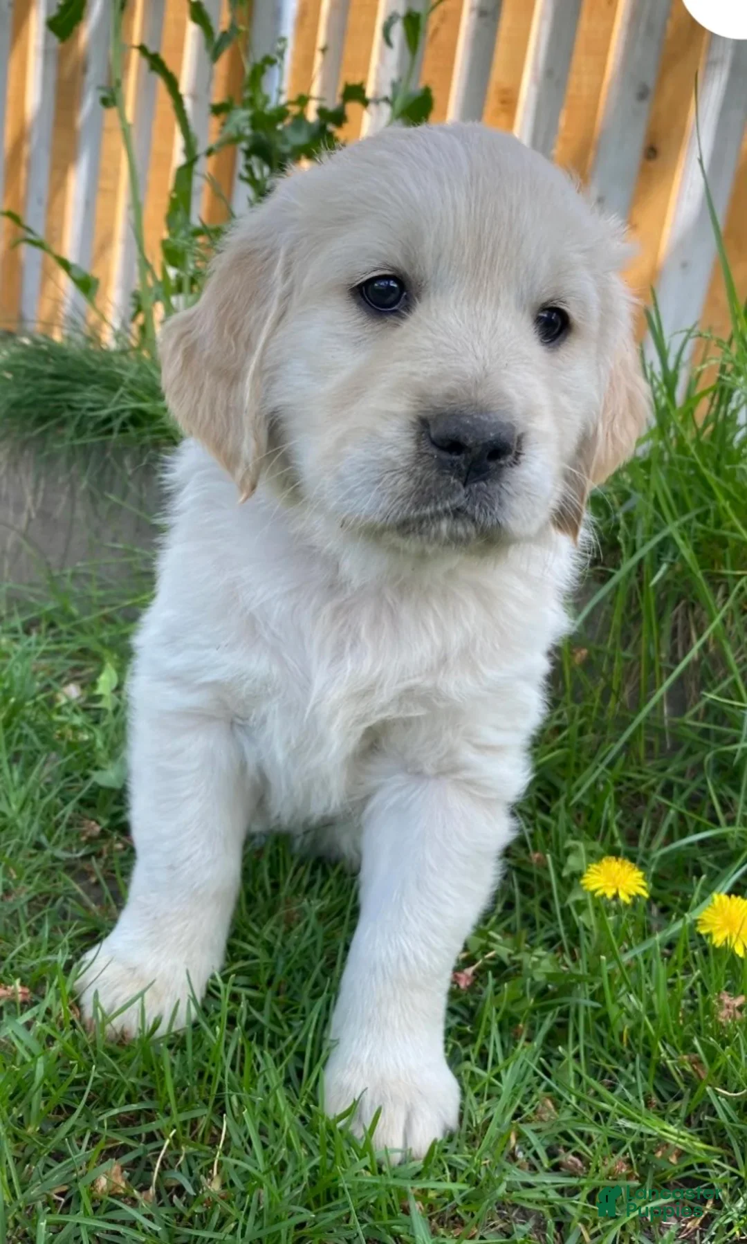 Golden Retriever dogs for sale: Golden Retriever Puppy 4 - Ad 2