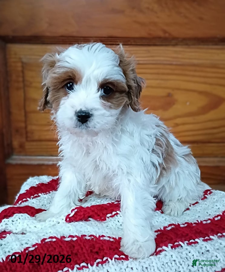 Cavapoo dogs Victor - Ad 17