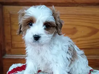 Cavapoo dogs Victor - Ad 17