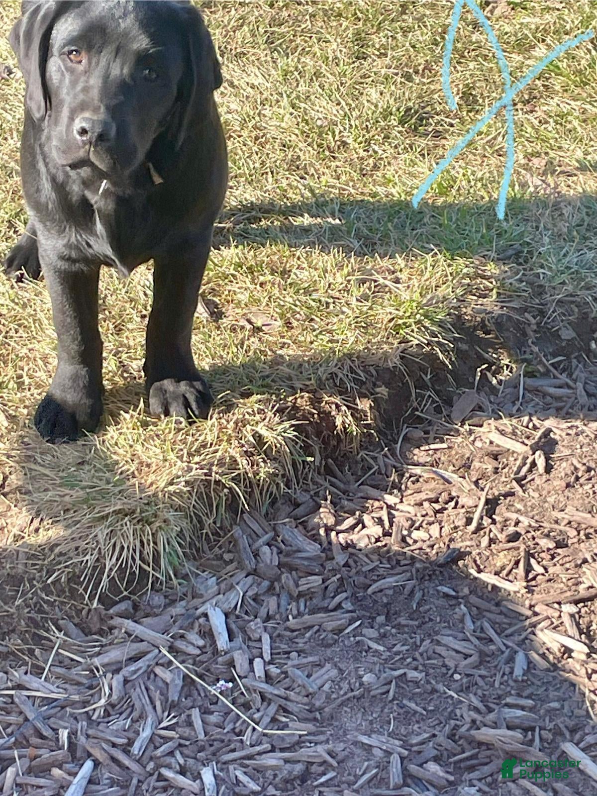 Labrador Retriever dogs for sale: Labrador Retriever Puppy 3 - Ad 4