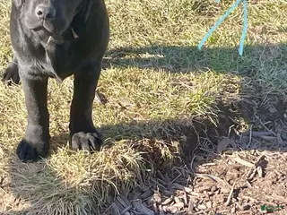 Labrador Retriever dogs for sale: Labrador Retriever Puppy 3 - Ad 4