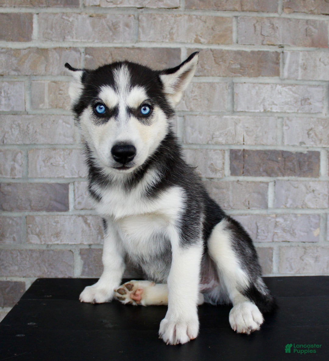 Rottweiler Tibetan Mastiff Siberian Husky Mix For Sale Siberian - Main Image