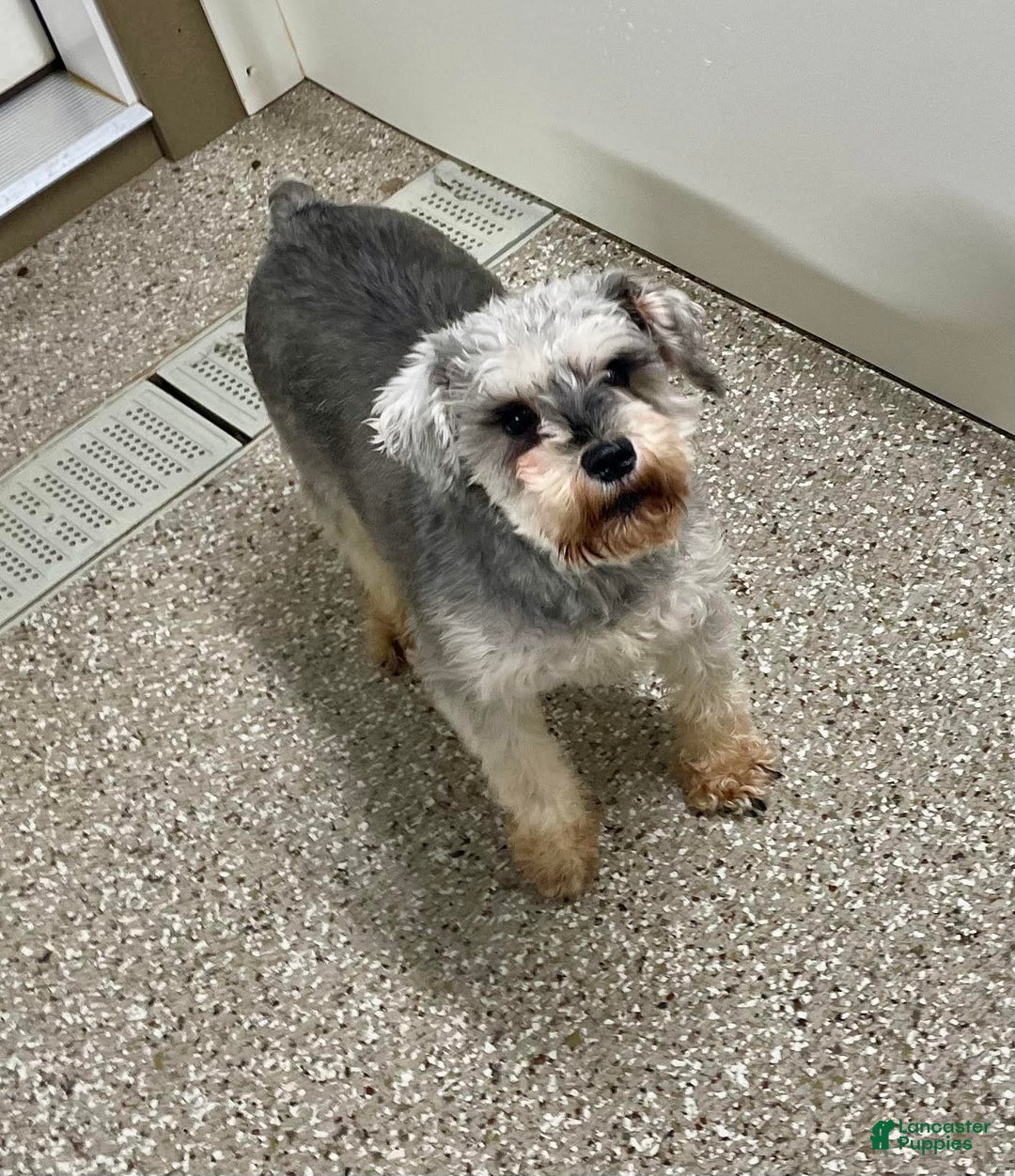 Miniature Schnauzer dogs for sale: Orpha - Ad 7