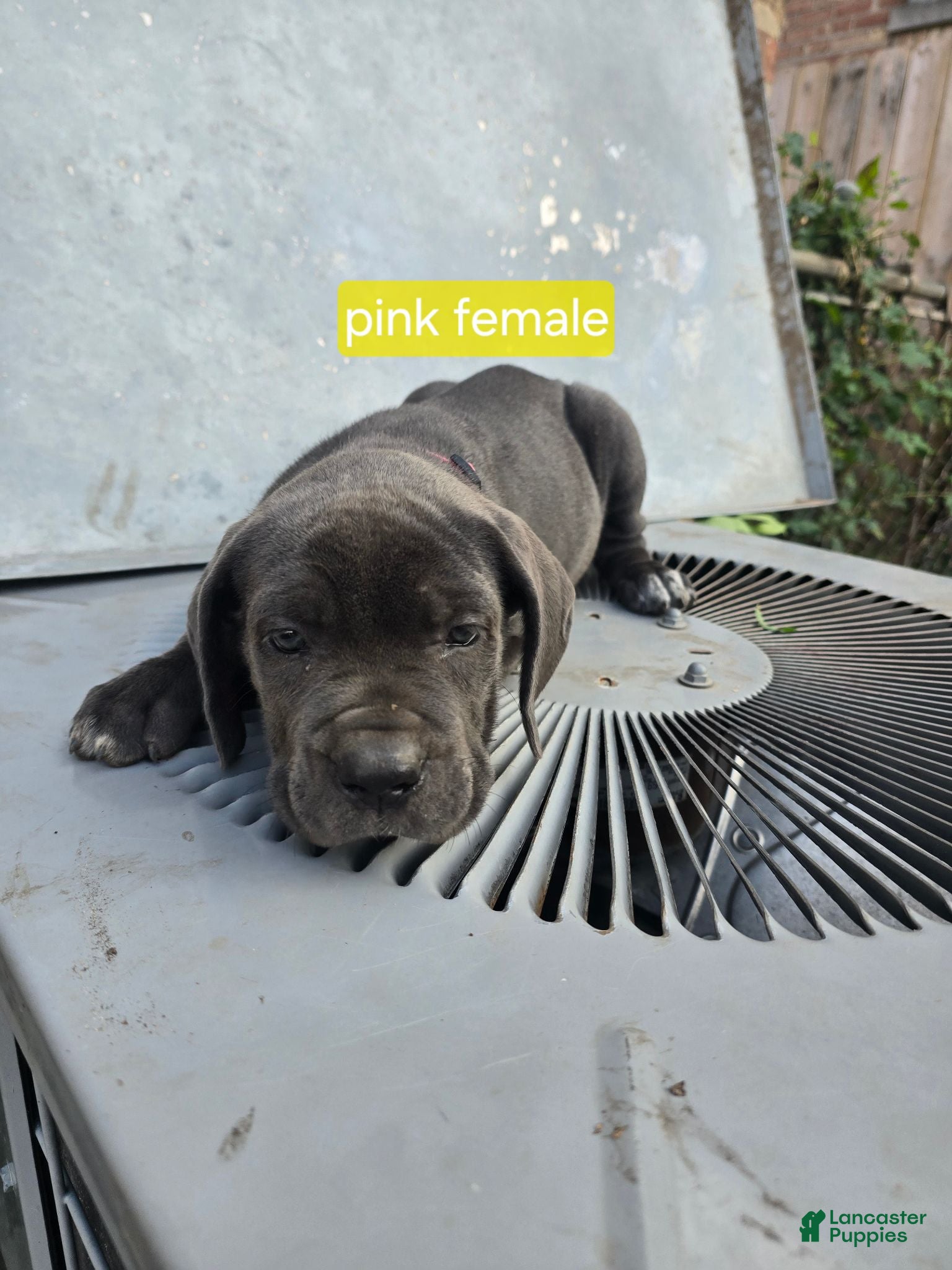 Cane Corso dogs Cane Corso 5 - Ad 1