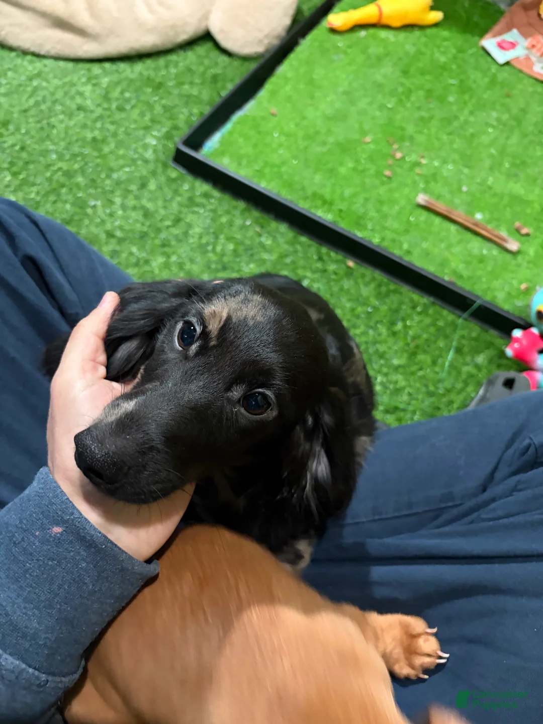 Miniature Dachshund dogs for sale: Mike - Ad 2