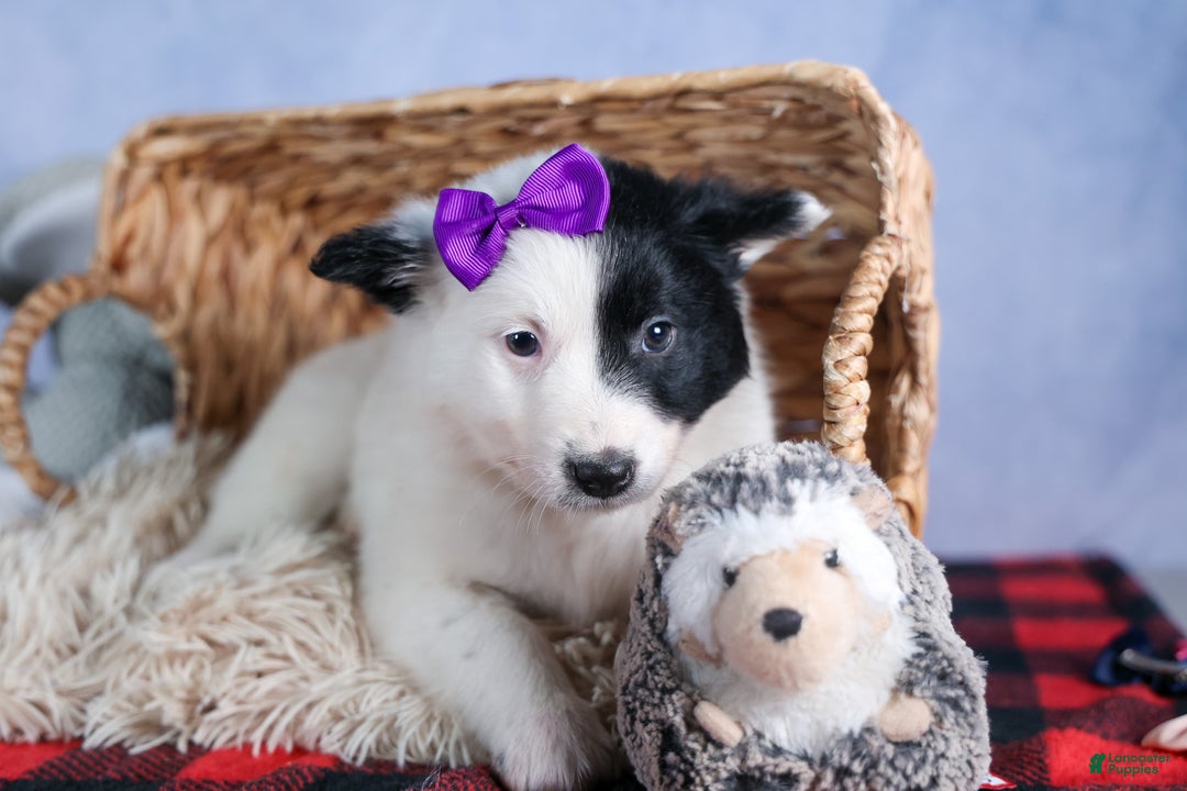 Mixed Breed dogs for sale: DAISY - Ad 4