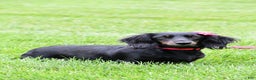 Miniature Dachshund dogs for sale: Finley - Ad 9