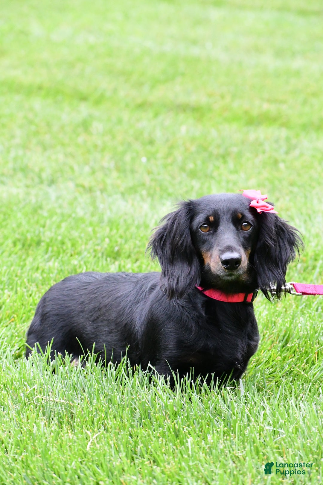 Miniature Dachshund dogs for sale: Finley - Ad 9