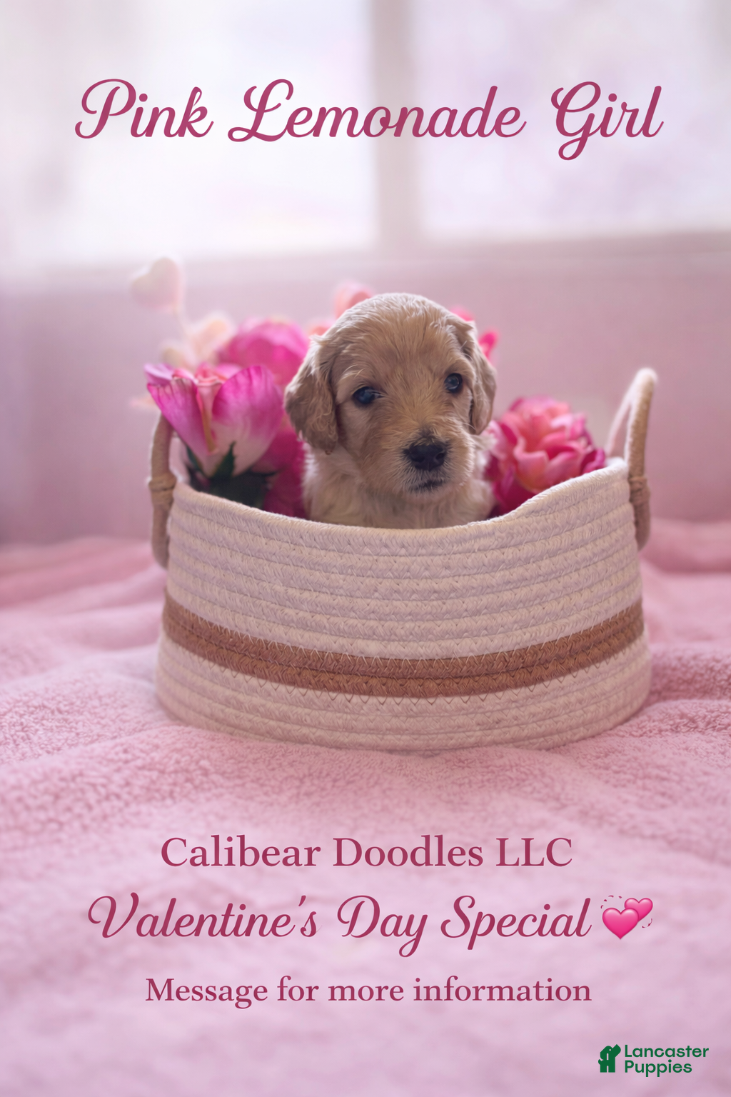 Goldendoodle dogs for sale: Goldendoodle Puppy 5 - Ad 1