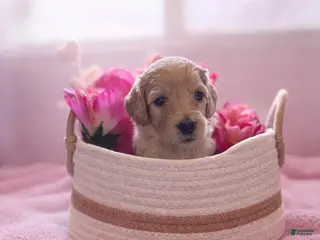 Goldendoodle dogs Goldendoodle Puppy 5 - Ad 6