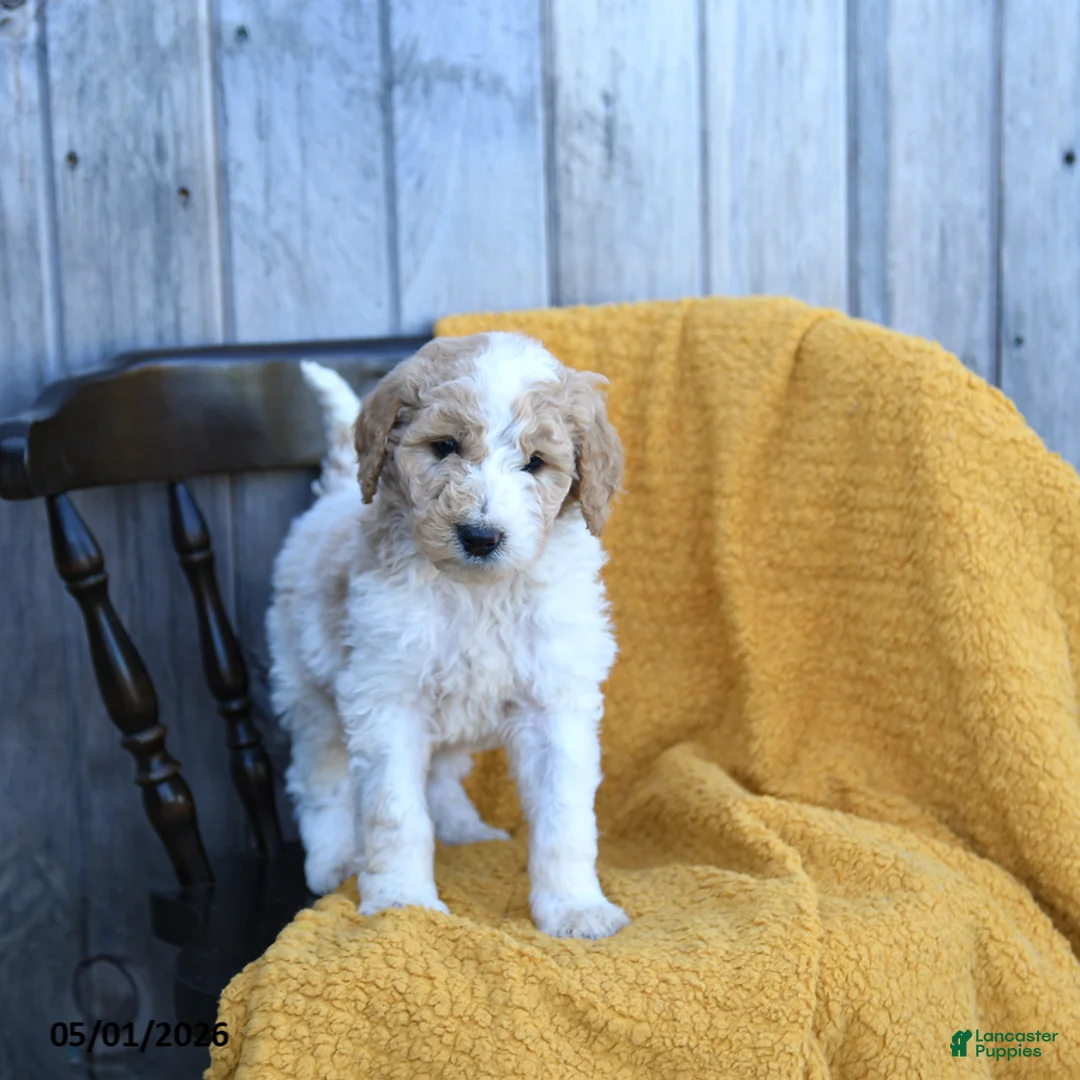 Goldendoodle dogs for sale: Gouda - Ad 2