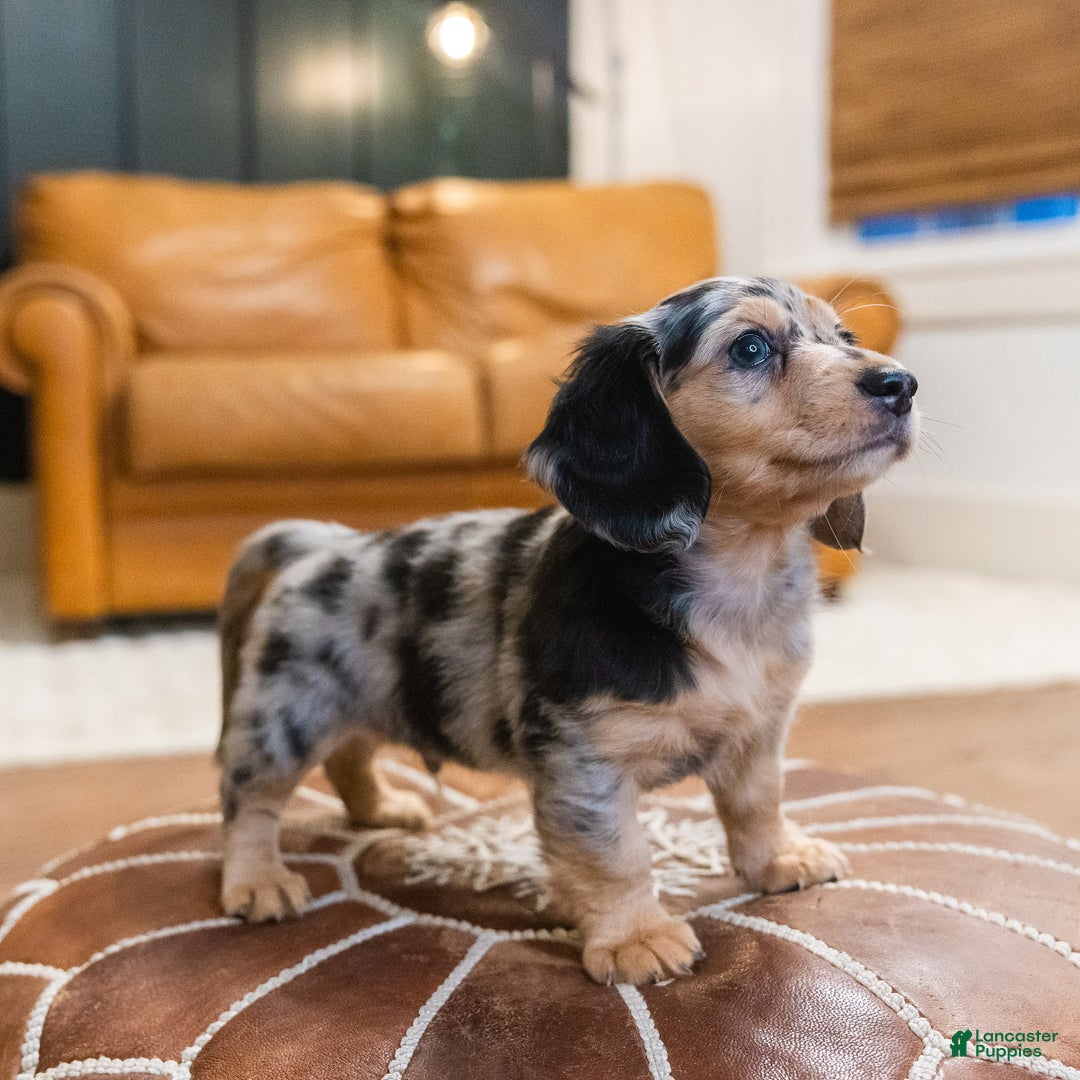 Miniature Dachshund dogs for sale: Max - Ad 7