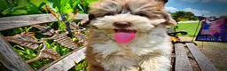 Havapoo dogs for sale: Domino - Ad 5