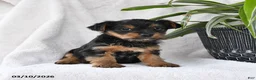 Yorkshire Terrier dogs for sale: Pal - Ad 3