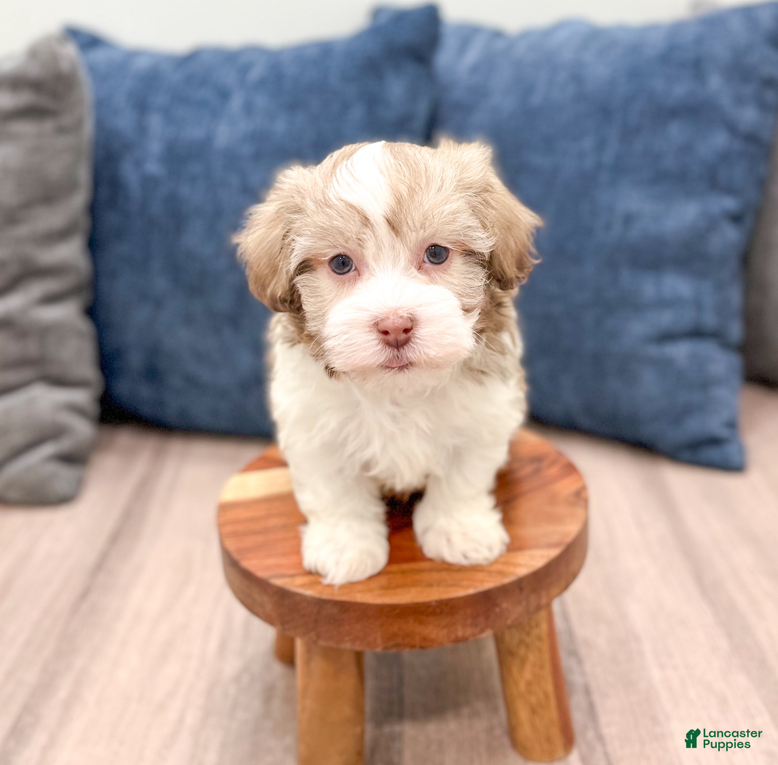 Havanese dogs Miff - Ad 2