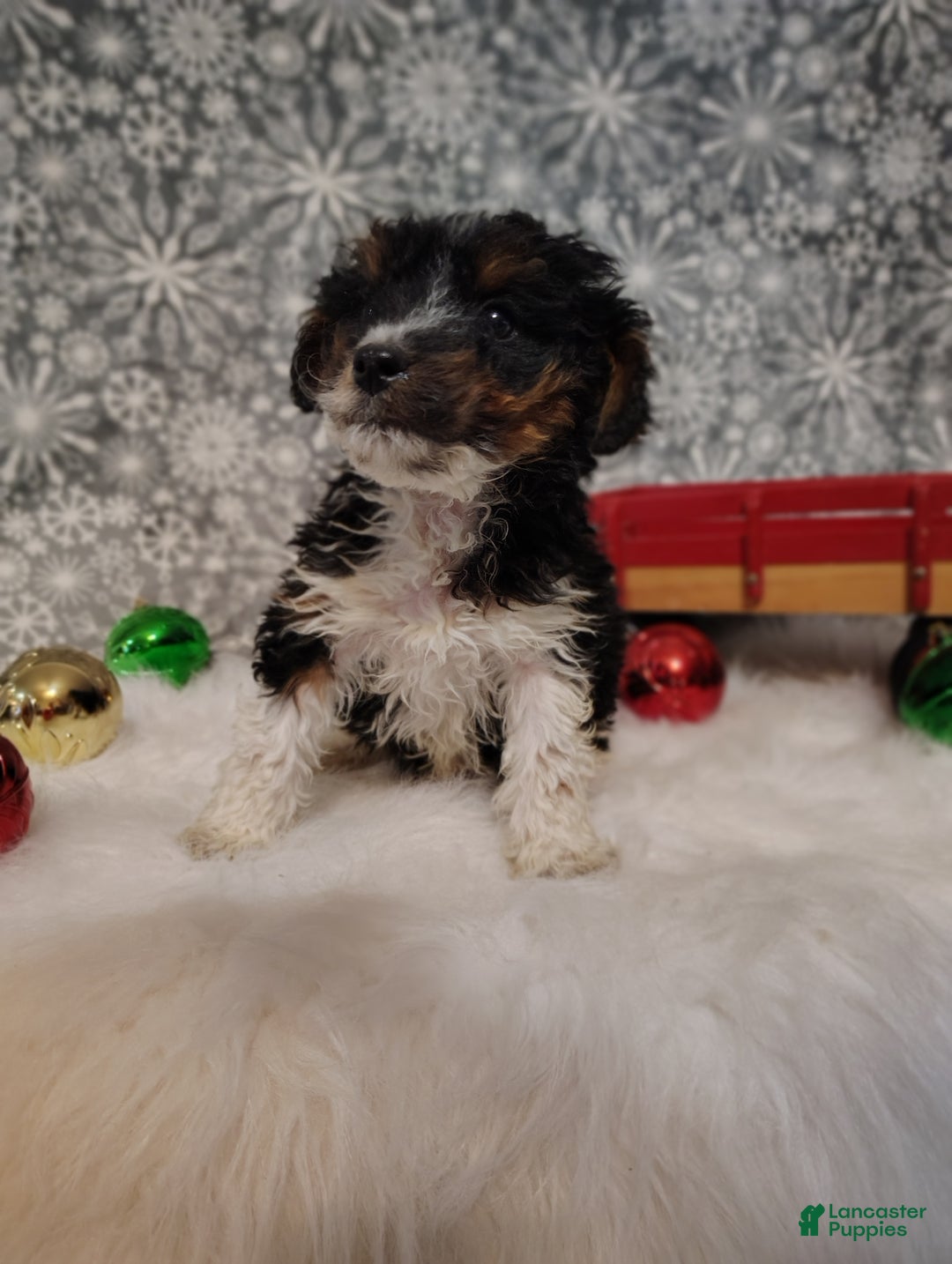 Mini Bernedoodle dogs for sale: Tiny Tim - Ad 6