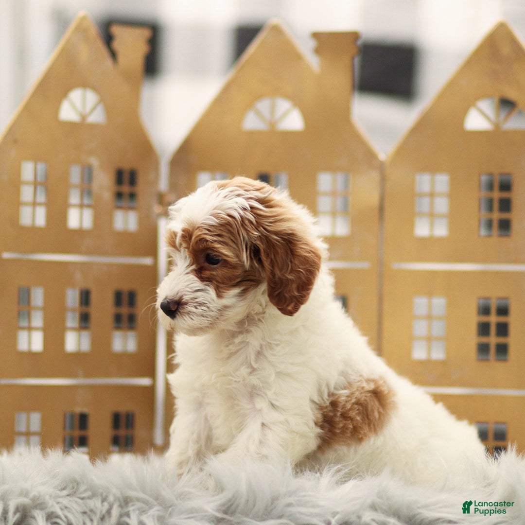 Goldendoodle dogs for sale: Lilac - Ad 4