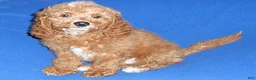 Cockapoo dogs for sale: Cooper - Ad 8