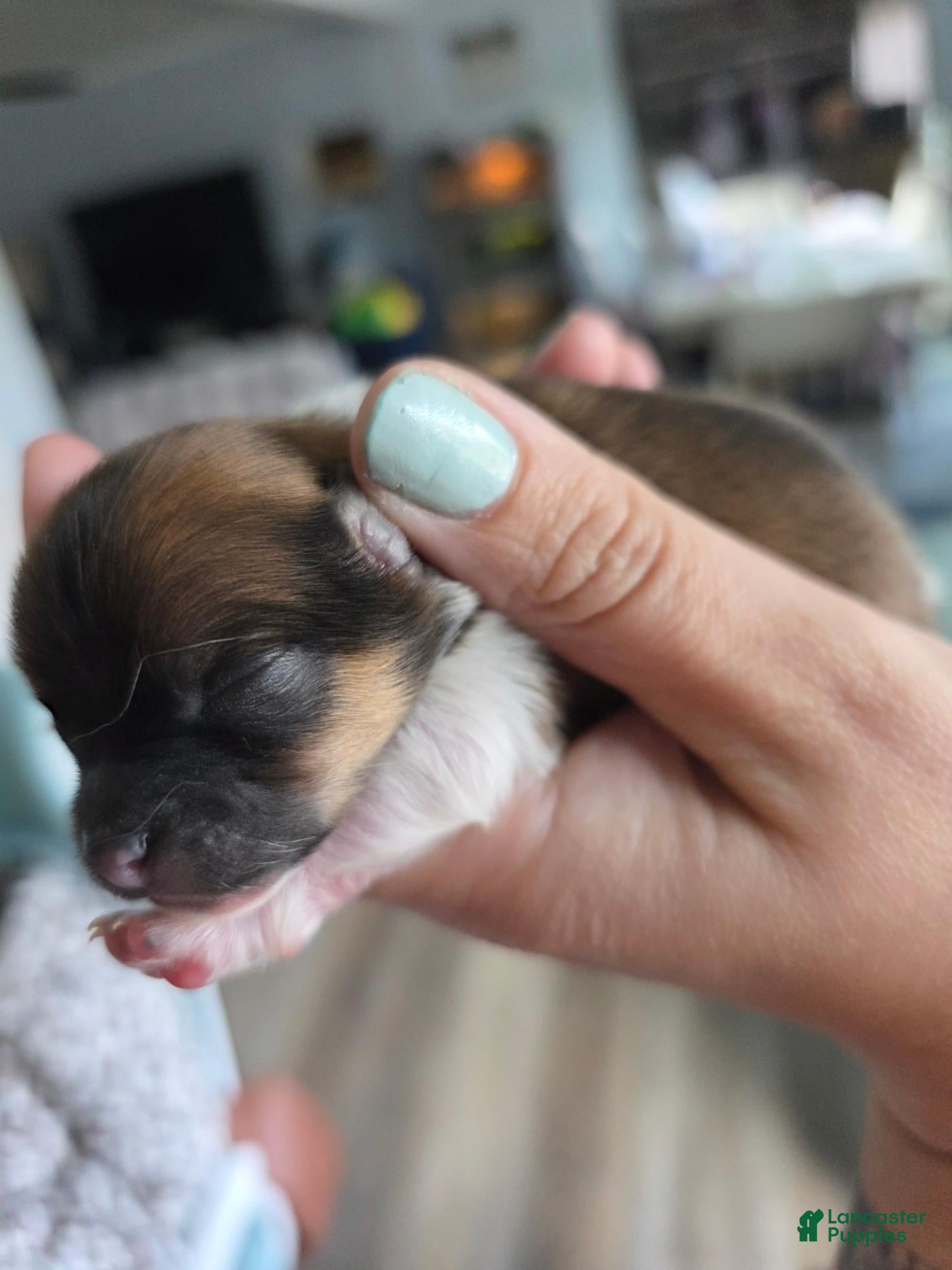 Pomeranian dogs for sale: Mocha - Ad 1