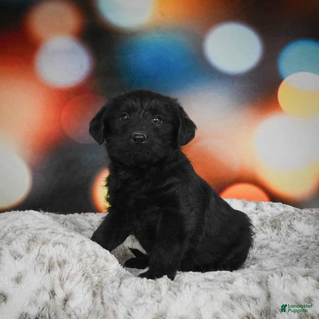 Mixed Breed dogs for sale: Sugar - Ad 4