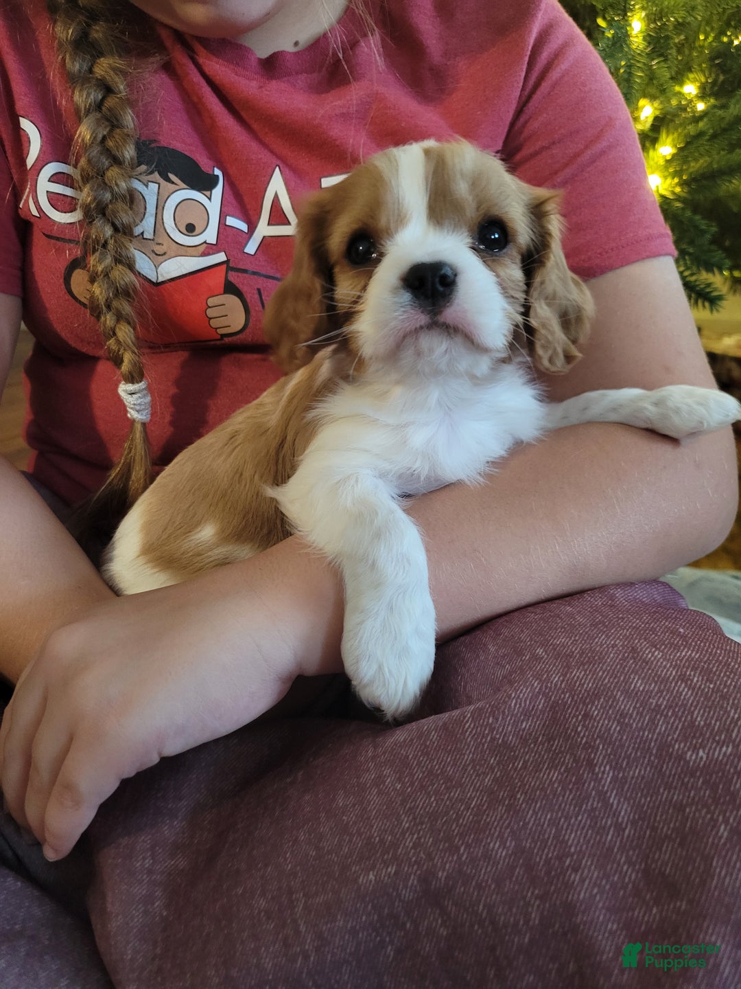 Cavalier King Charles Spaniel dogs for sale: Carson - Ad 2