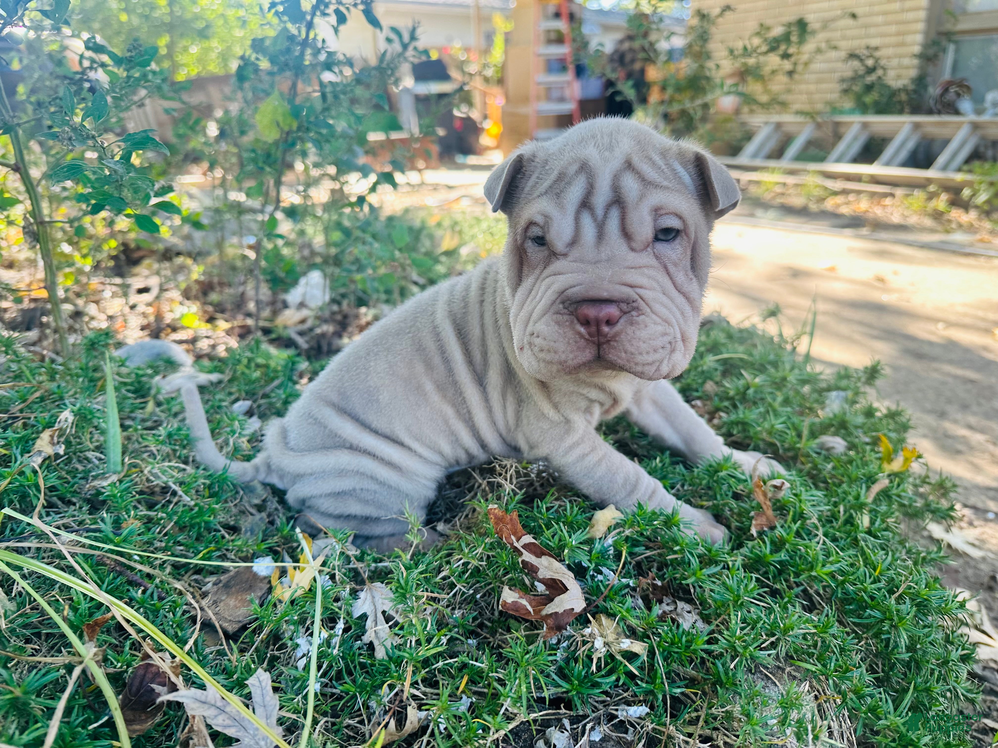 Shar Pei Puppies for sale Lancaster Puppies