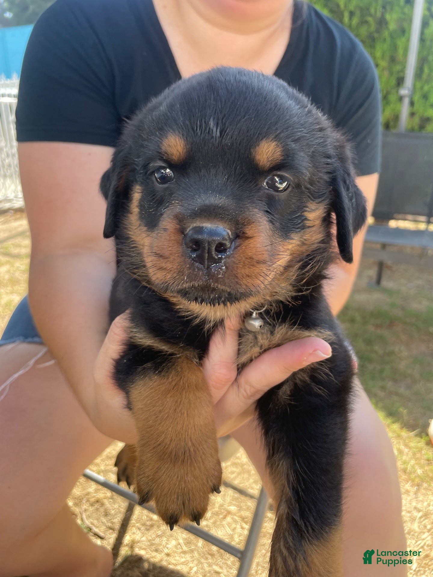 Rottweiler dogs Rottweiler 3 - Ad 19