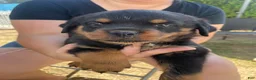Rottweiler dogs for sale: Rottweiler 3 - Ad 1