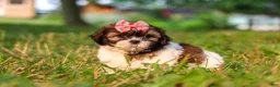 Shih Tzu dogs for sale: Rosie - Ad 5