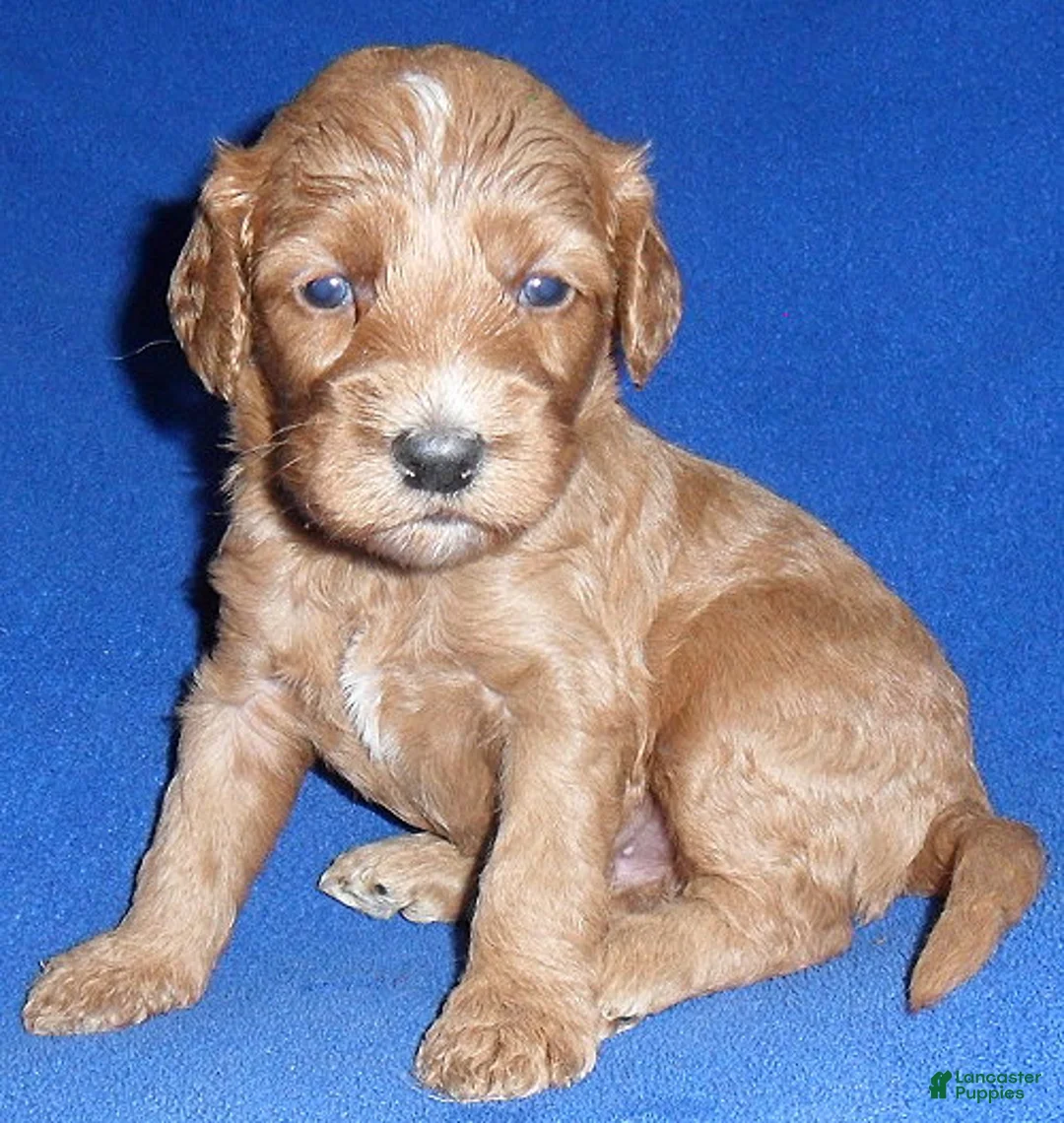 Cockapoo dogs for sale: Reggie - Ad 1