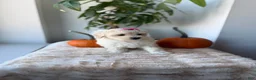 Maltipoo dogs for sale: Bubbles - Ad 3