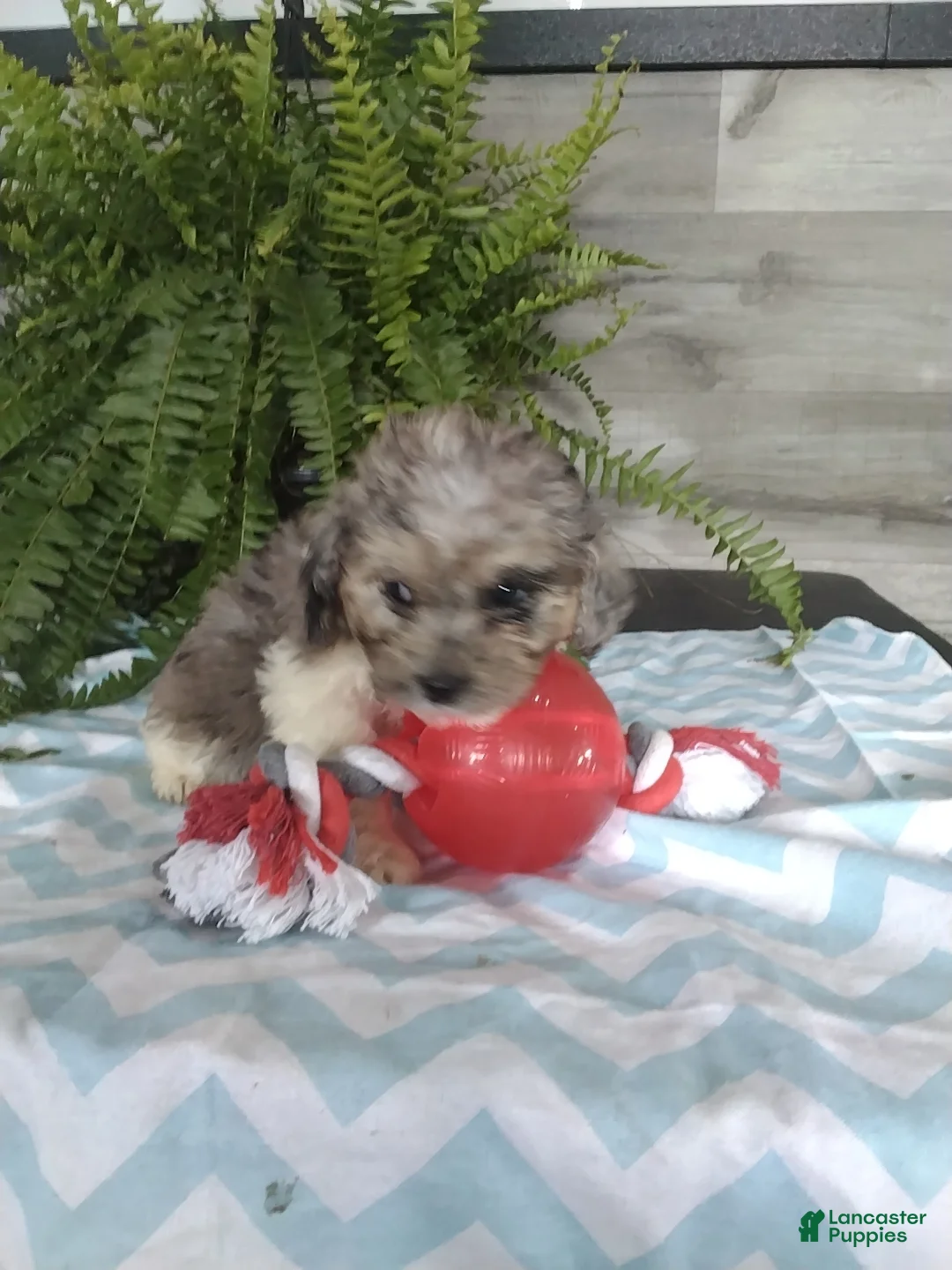Cockapoo dogs for sale: Grimm - Ad 3