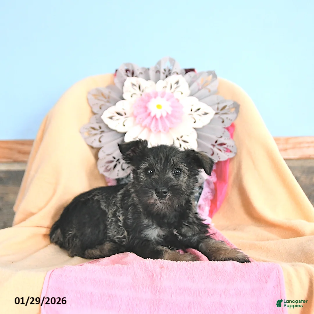 Miniature Schnauzer dogs for sale: Sweetheart - Ad 3