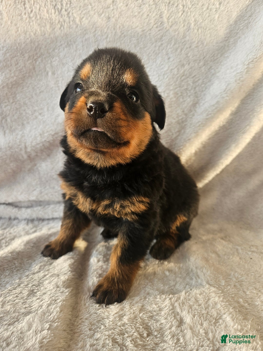 Rottweiler dogs for sale: Opal - Ad 1