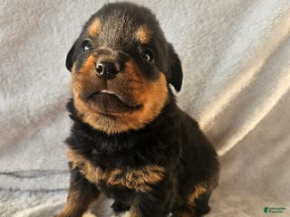 Rottweiler dogs Opal - Ad 5