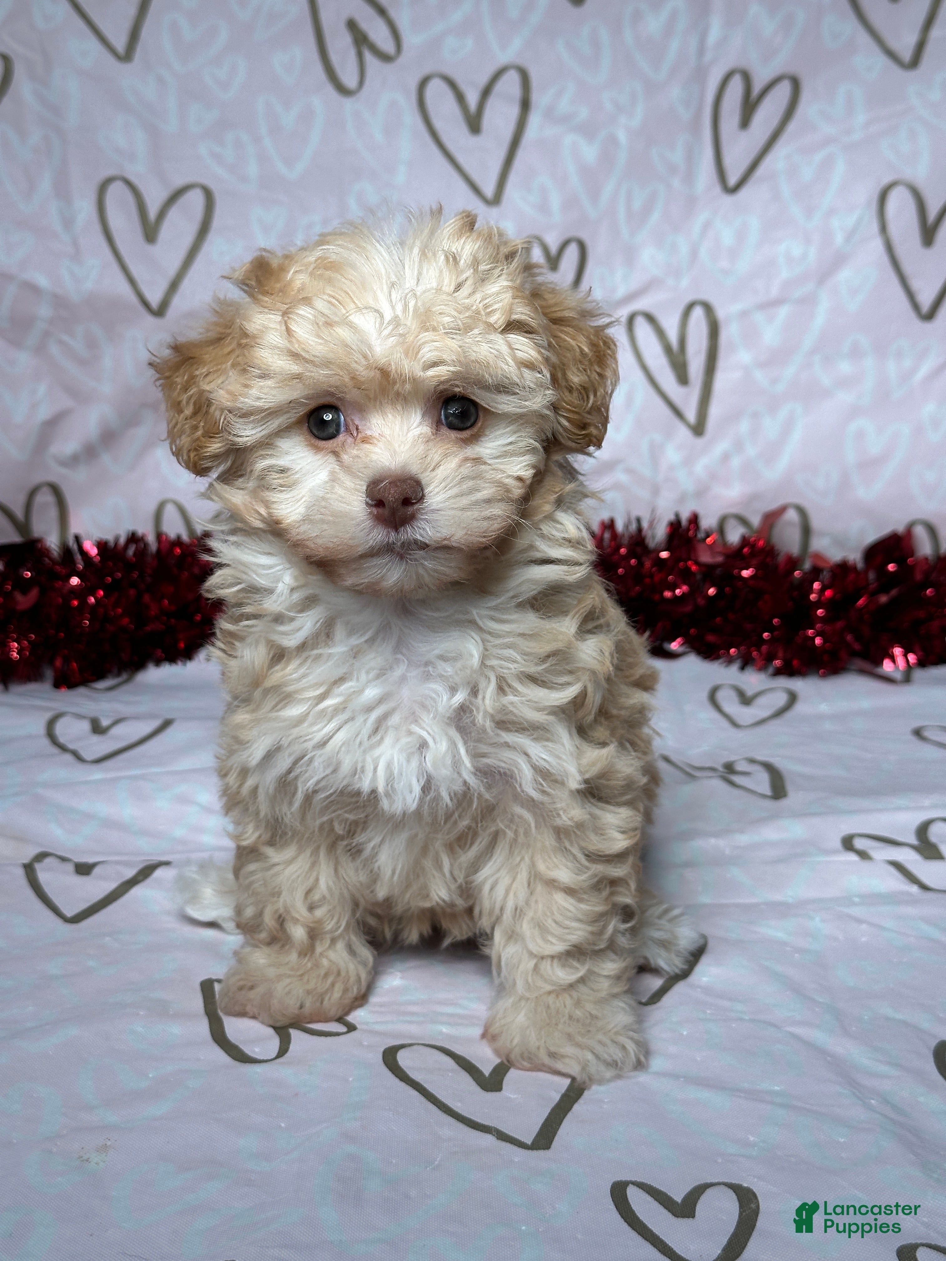 Havapoo dogs Ava - Ad 23