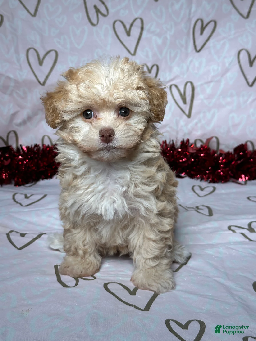 Havapoo dogs for sale: Ava - Ad 1