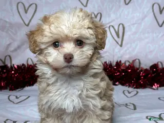 Havapoo dogs Ava - Ad 22